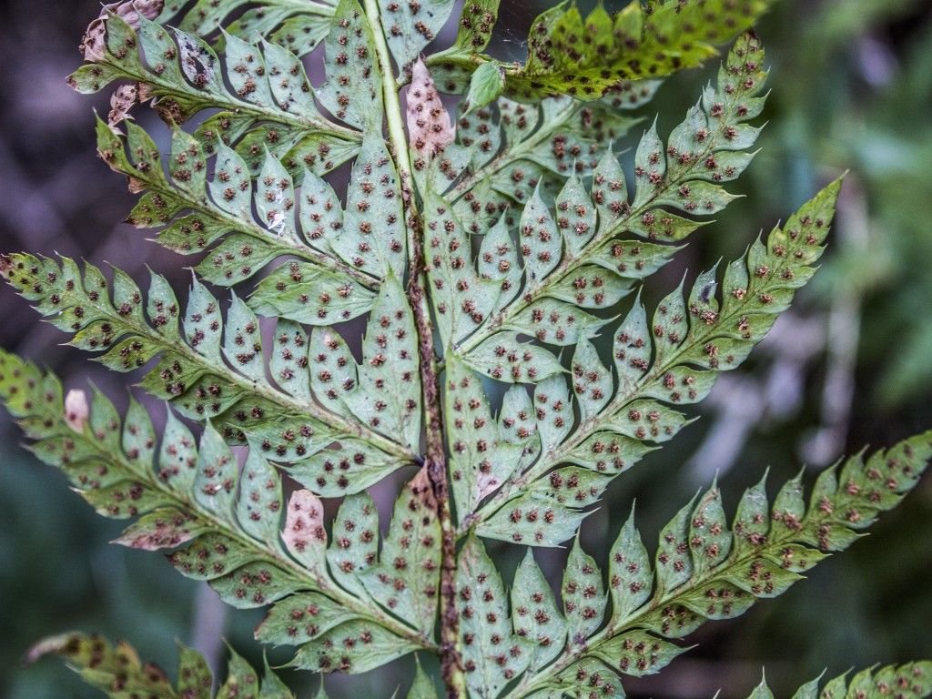 Polystichum aculeatum